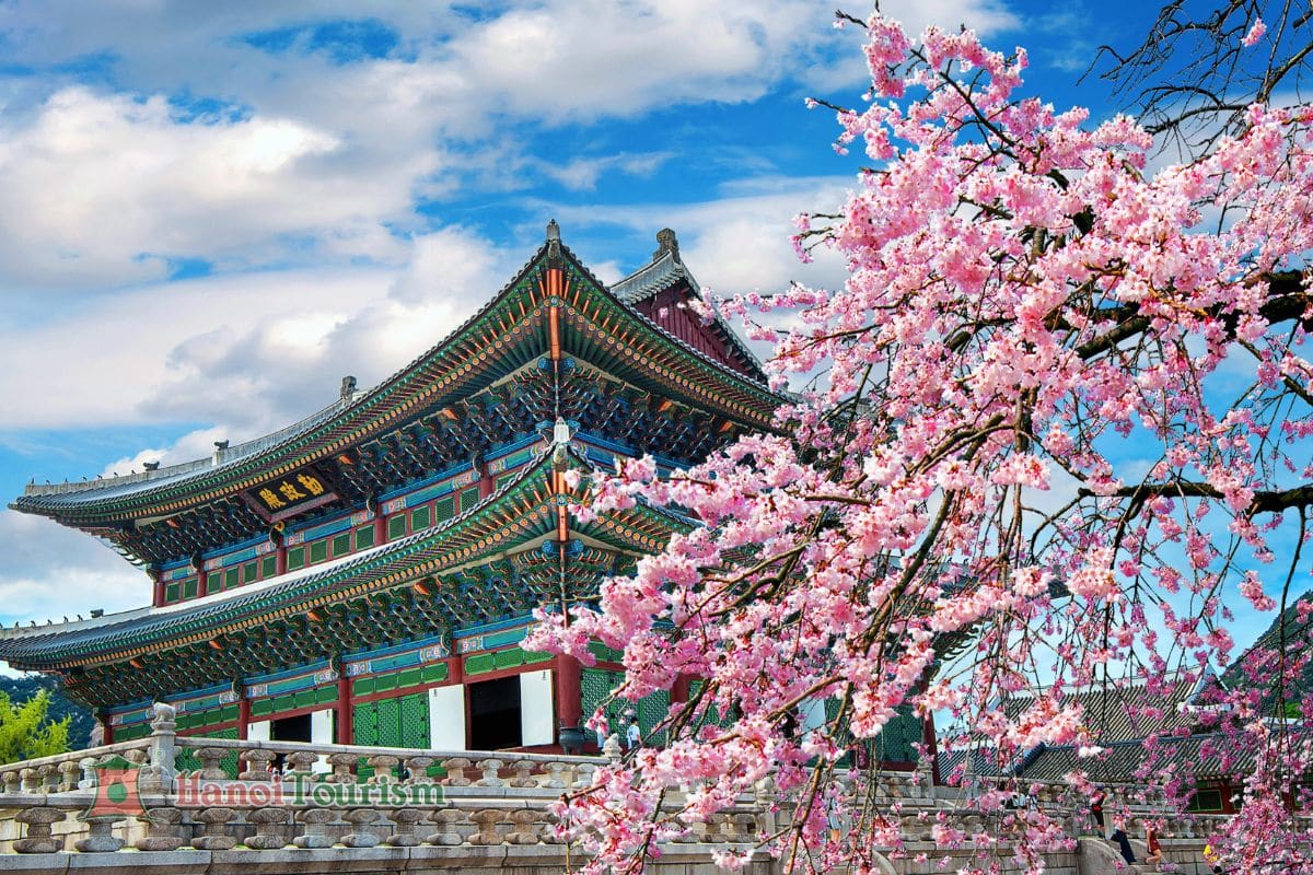 Tour Hàn Quốc - Khám Phá Xứ Sở Kim Chi Mùa Hoa Anh Đào 2026 - Từ Hà Nội