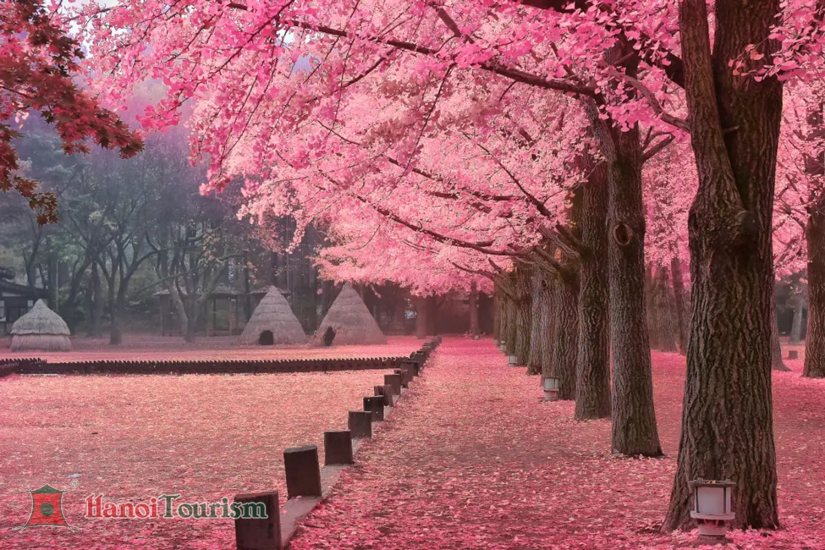 Tour Hàn Quốc - Khám Phá Xứ Sở Kim Chi Mùa Hoa Anh Đào 2026 - Từ Hà Nội - Ảnh 6